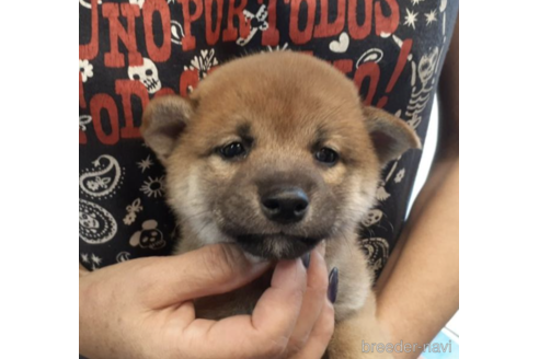 成約済の富山県の柴犬-189158の4枚目