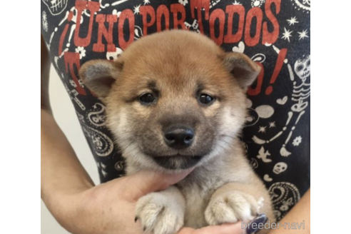 成約済の富山県の柴犬-189158の3枚目