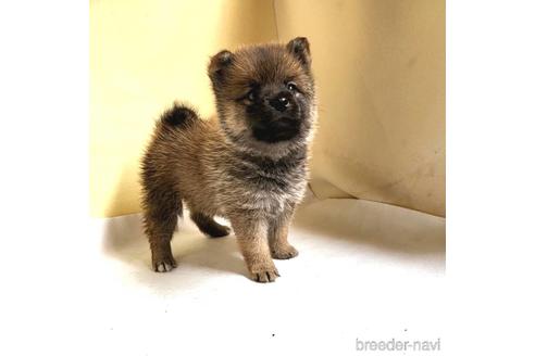 成約済の茨城県のミックス犬-186235の4枚目