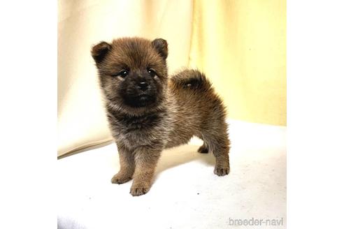 成約済の茨城県のミックス犬-186235の3枚目