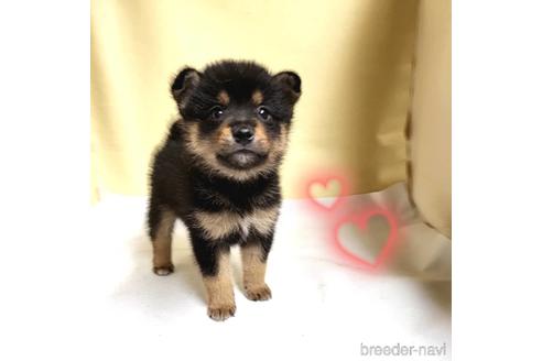 成約済の茨城県のミックス犬-186239