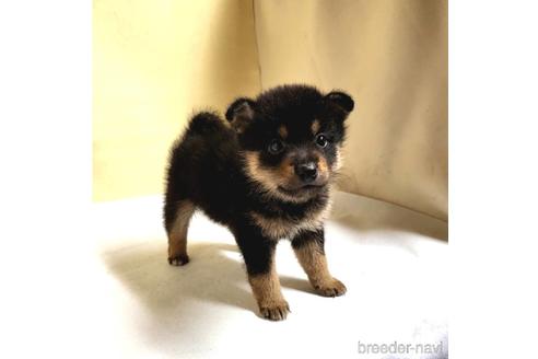 成約済の茨城県のミックス犬-186239の5枚目