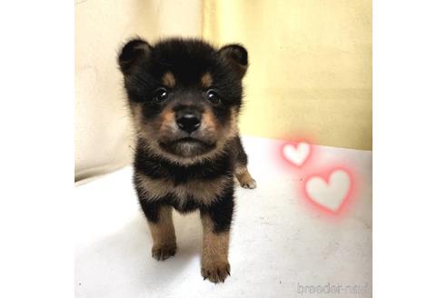 成約済の茨城県のミックス犬-186239の4枚目