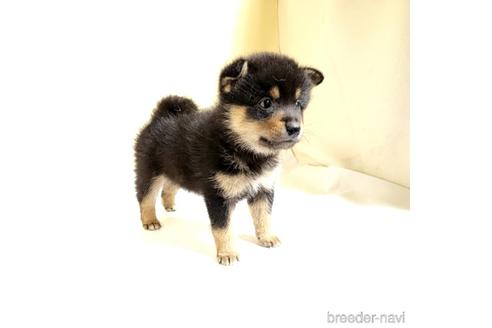 成約済の茨城県のミックス犬-186239の2枚目