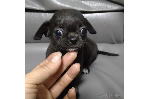 成約済の北海道のチワワ(スムースコート)-189238の1枚目