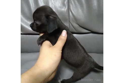 成約済の北海道のチワワ(スムースコート)-189238の4枚目