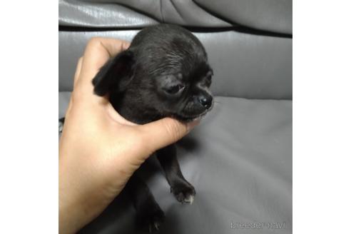 成約済の北海道のチワワ(スムースコート)-189238の2枚目