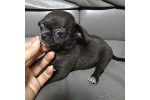 成約済の北海道のチワワ(スムースコート)-189238の3枚目