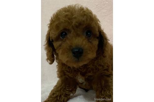成約済の静岡県のトイプードル-189208の1枚目