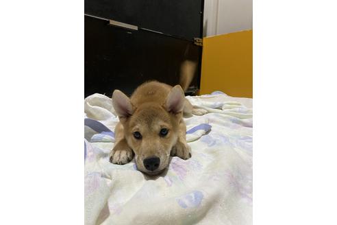 成約済の愛知県の柴犬-177520の2枚目