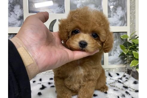 成約済の京都府のティーカッププードル-189229の1枚目