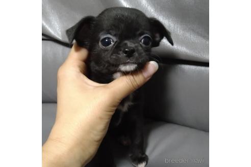 成約済の北海道のチワワ(スムースコート)-189242の1枚目