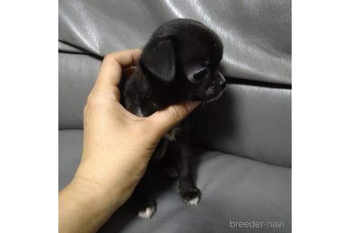 成約済の北海道のチワワ(スムースコート)-189242の5枚目