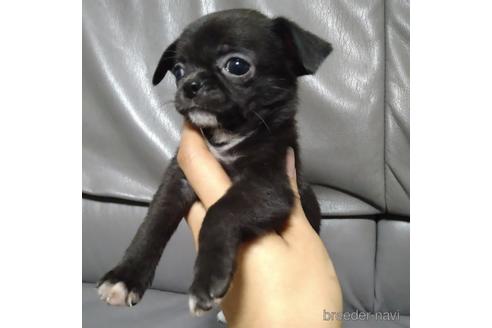 成約済の北海道のチワワ(スムースコート)-189242の2枚目