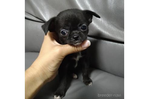 成約済の北海道のチワワ(スムースコート)-189242の3枚目