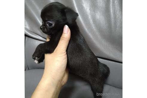 成約済の北海道のチワワ(スムースコート)-189242の4枚目