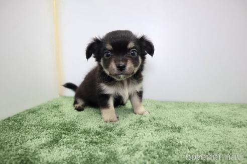 成約済の群馬県のチワワ(ロングコート)-186200の3枚目