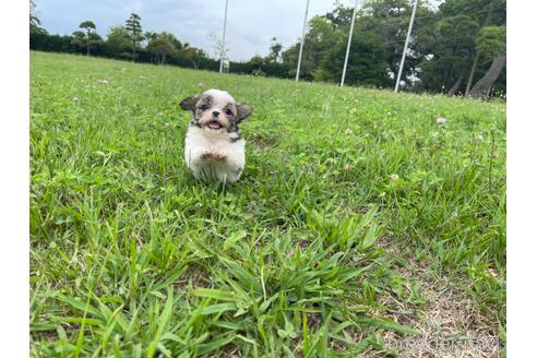 成約済の茨城県のマルシーズー:マルチーズ×シーズー-189289の3枚目