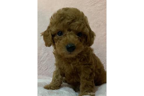成約済の静岡県のタイニープードル-189309の1枚目