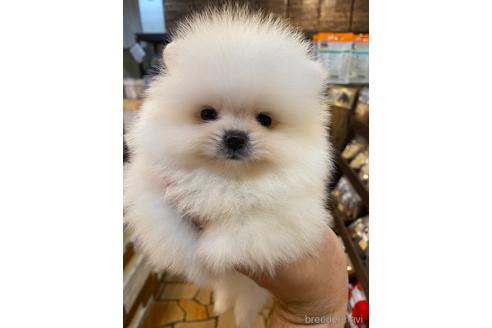 成約済の愛知県のポメラニアン-186591の9枚目