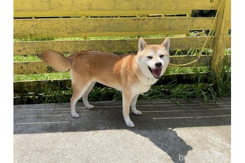 成約済の奈良県の柴犬-181662の5枚目