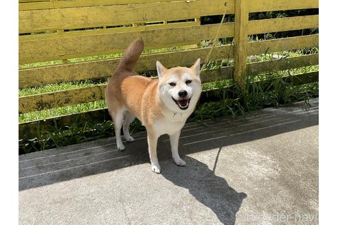 成約済の奈良県の柴犬-181662の4枚目