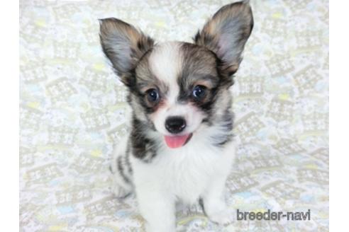 成約済の千葉県のミックス犬-184655の4枚目