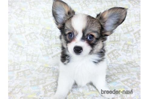 成約済の千葉県のミックス犬-184655の3枚目