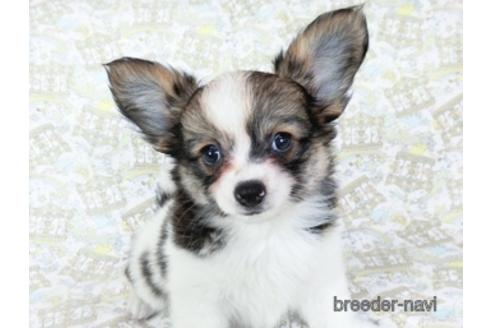 成約済の千葉県のミックス犬-184655の1枚目