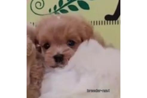 子犬