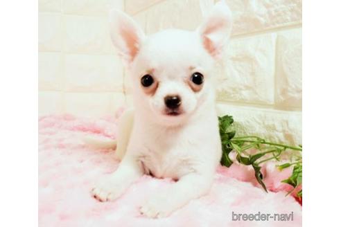 子犬