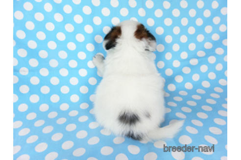 成約済の千葉県のパピヨン-189401の16枚目