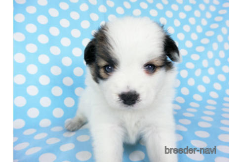 成約済の千葉県のパピヨン-189401の15枚目