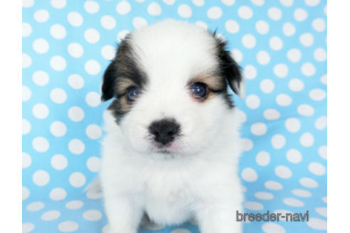 成約済の千葉県のパピヨン-189401の14枚目