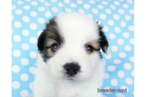 成約済の千葉県のパピヨン-189401の13枚目