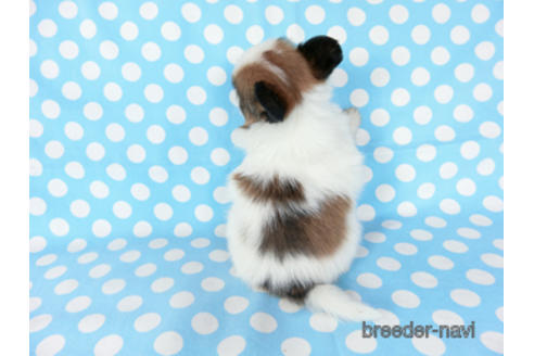 成約済の千葉県のパピヨン-189404の8枚目