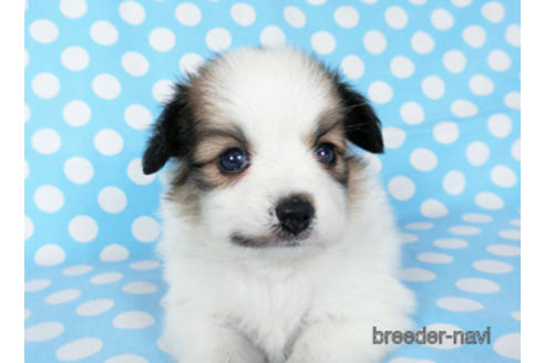 成約済の千葉県のパピヨン-189404の7枚目