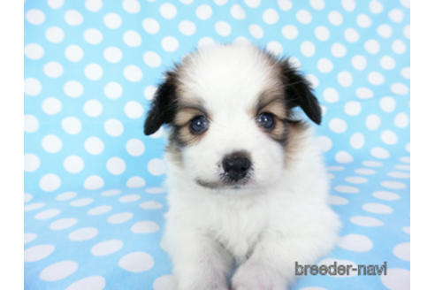 成約済の千葉県のパピヨン-189404の6枚目