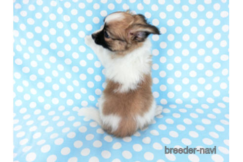 成約済の千葉県のパピヨン-185790の8枚目