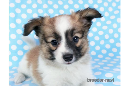 成約済の千葉県のパピヨン-185790の5枚目