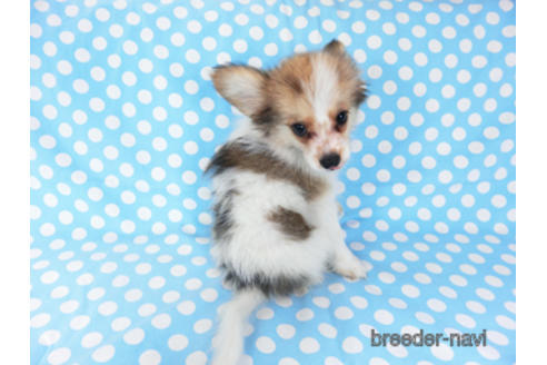 成約済の千葉県のパピヨン-180888の8枚目