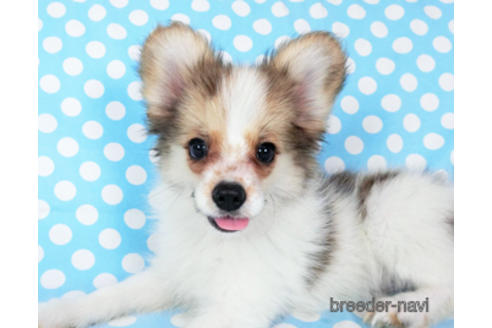 成約済の千葉県のパピヨン-180888の7枚目