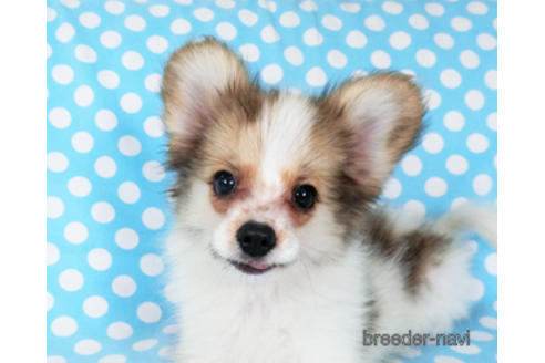 成約済の千葉県のパピヨン-180888の6枚目