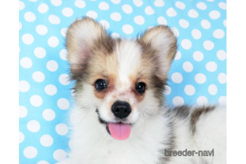 成約済の千葉県のパピヨン-180888の5枚目