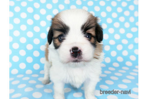 成約済の千葉県のパピヨン-189409の15枚目