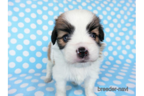 成約済の千葉県のパピヨン-189409の14枚目