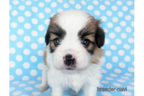 成約済の千葉県のパピヨン-189409の13枚目