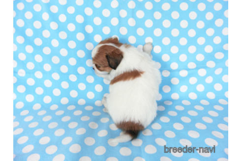 成約済の千葉県のパピヨン-189412の8枚目