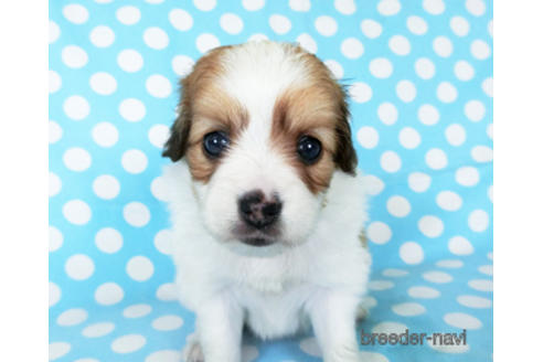 成約済の千葉県のパピヨン-189412の6枚目