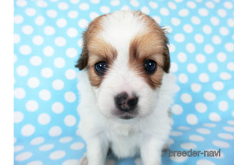 成約済の千葉県のパピヨン-189412の5枚目